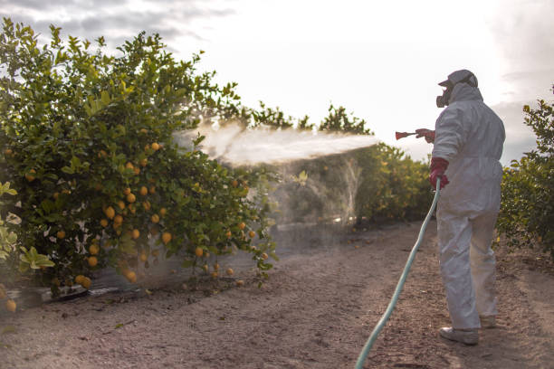 Best Wasp Removal Services  in Magnolia, MS